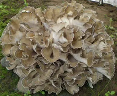 Maiitake Mushroom Extract 30% Polysaccharides for Functional Food