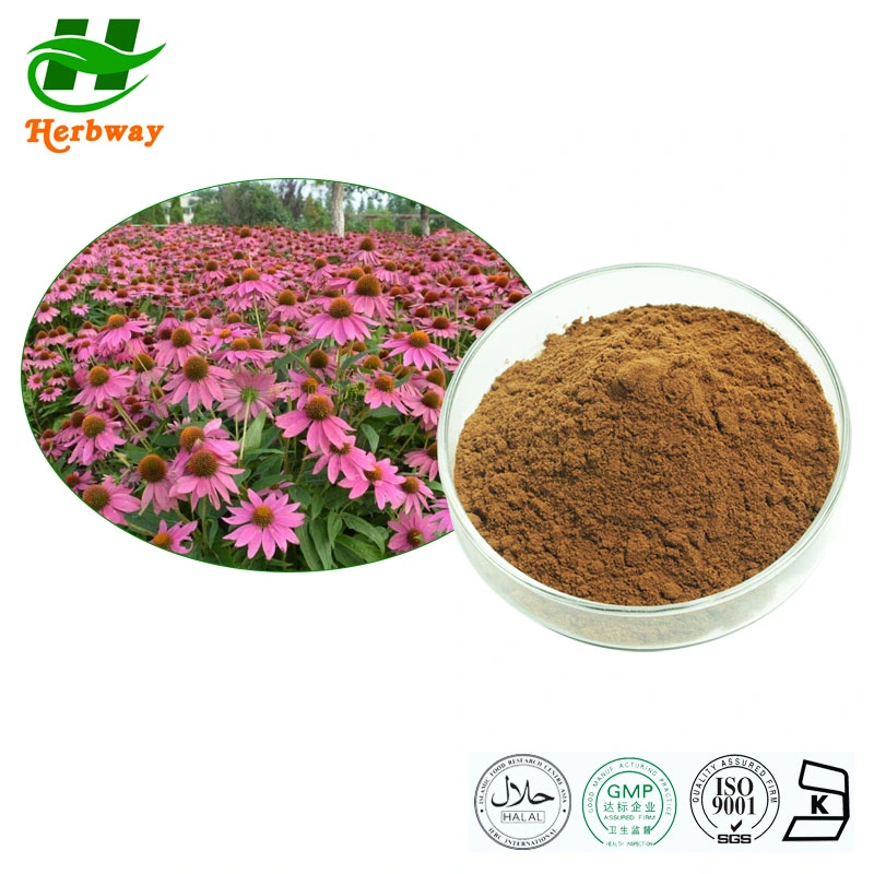 Herbway Echinacea Purpurea Extract 0.4%~4% Echinacosides Echinacea Purpurea Brown Yellow Powder High Quality Plant Extract Herbal Extract Pure Natural Food Addi