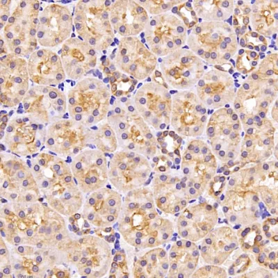 Anticuerpo anti-Gapdh recombinante primario Mab de ratón biológico