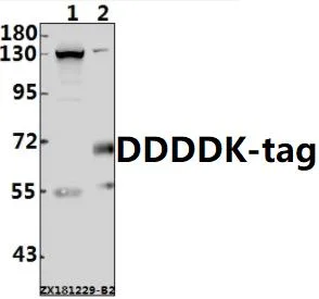 Anticuerpo de ratón Ddddk-Tag