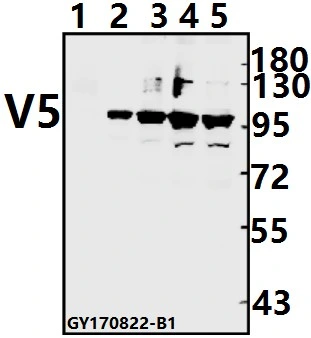 Anticuerpo monoclonal V5-Tag aprobado por CE, ISO9001